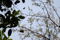 Celtis tetrandra
